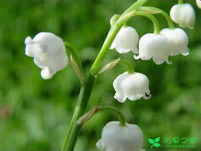 各种花的花语及代表的含义第七部