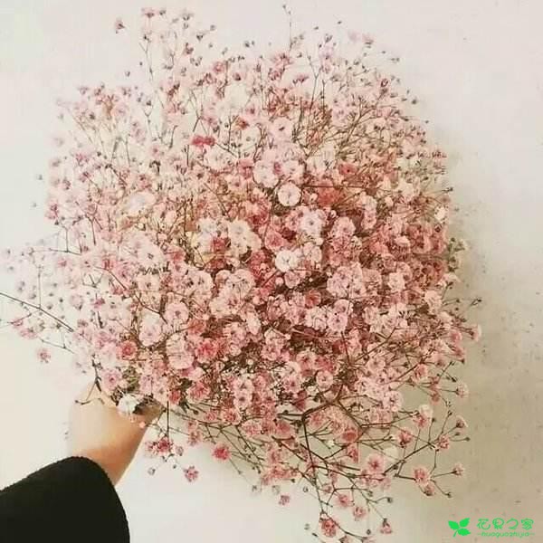 植物花语知多少？