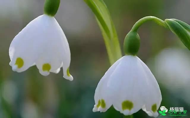 4月20日雪片莲生日花语