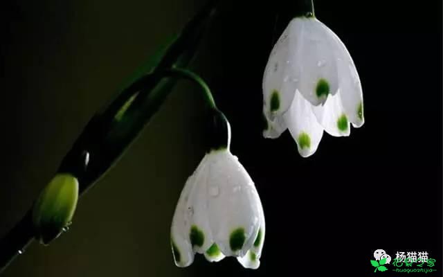 4月20日雪片莲生日花语
