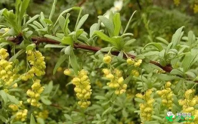 6月8日二便士草生日花语