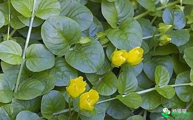 6月8日二便士草生日花语