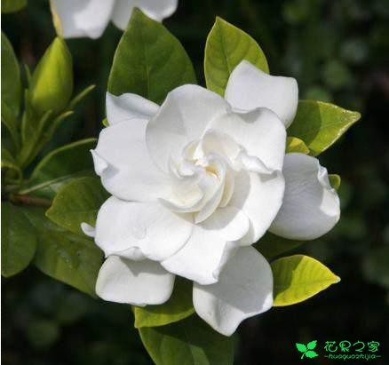 各类花的花语大全
