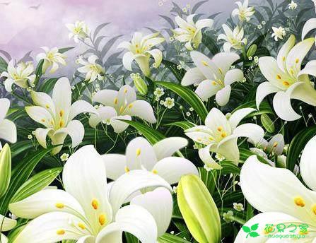 各类花的花语大全