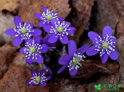 各类花的花语大全