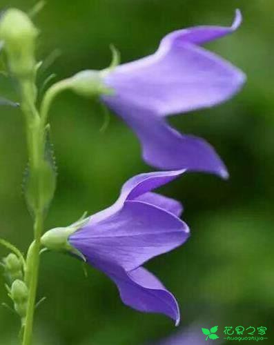 各类花的花语大全