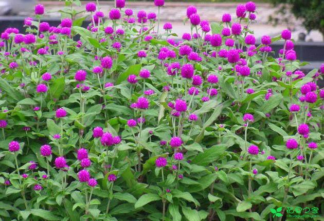 各类花的花语大全