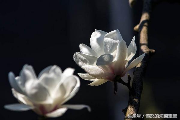 白茶花的花语 白茶花图片欣赏!喜欢的可以试着养一株哦!