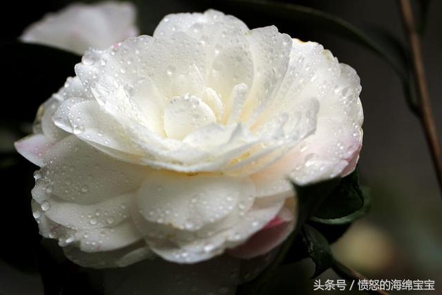 白茶花的花语 白茶花图片欣赏!喜欢的可以试着养一株哦!