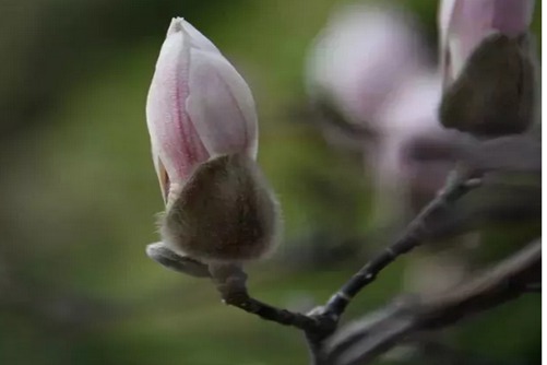 白玉兰花语