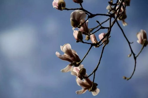 白玉兰花语