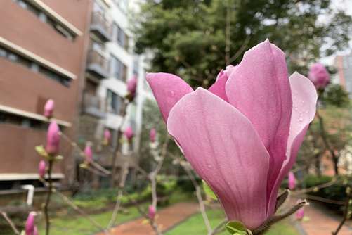 白玉兰花语