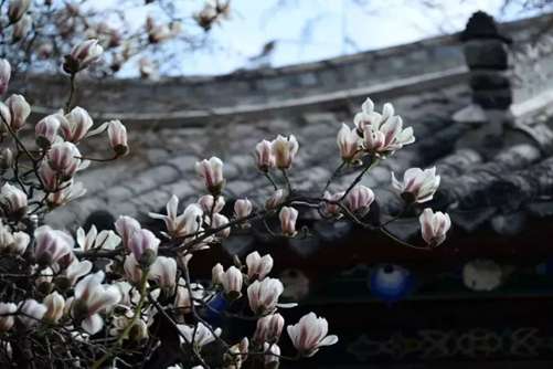 白玉兰花语