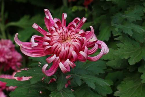 菊花花语之红菊花花语