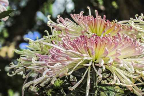 菊花花语之红菊花花语