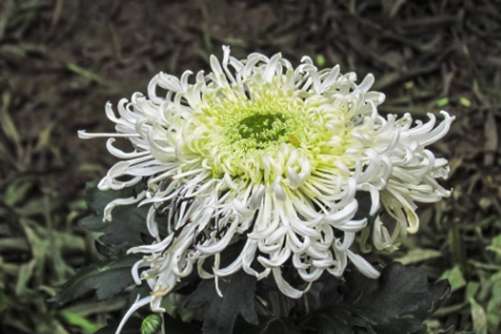 菊花花语之红菊花花语