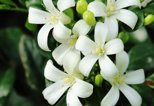 九里香的花语是什么