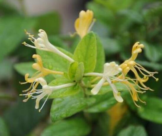 金银花花语