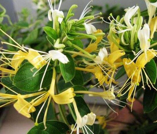 金银花花语