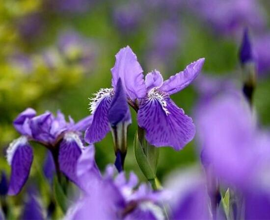 鸢尾花花语是什么