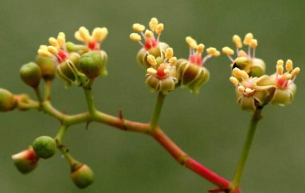 爬山虎的花语是什么