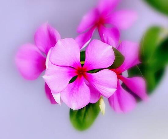 四季梅花语