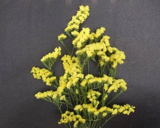 勿忘我不同颜色的花语