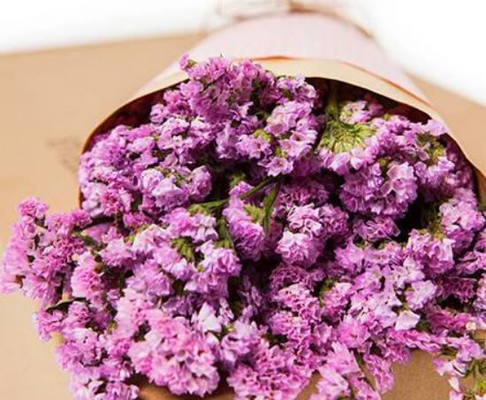 勿忘我不同颜色的花语