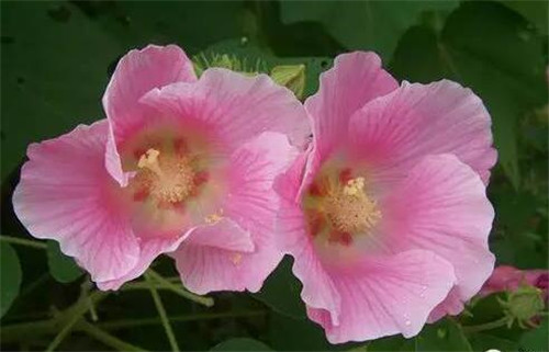芙蓉花的传说