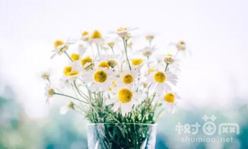 小雏菊花语是什么