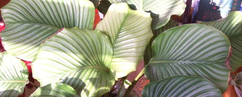 青苹果植物的花语介绍