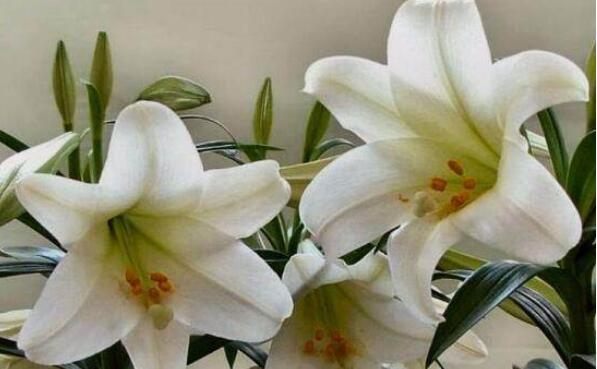 百合花语和寓意是什么？送百合花意味着什么呢？