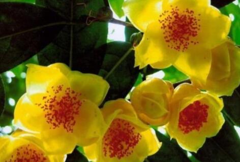 山茶花花语及代表意义，白茶花的花语是纯真、可爱