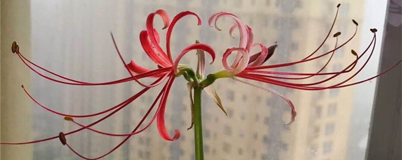 彼岸花花语，彼岸花是什么意思