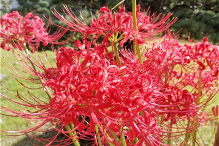 彼岸花花语，彼岸花是什么意思