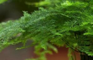文竹花语象征与寓意，永恒的象征