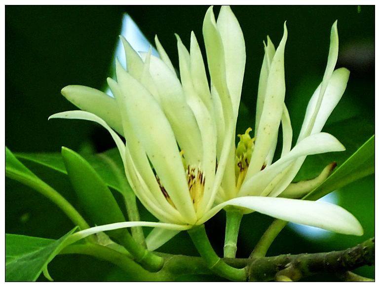 白兰花花语 白兰花花语是什么