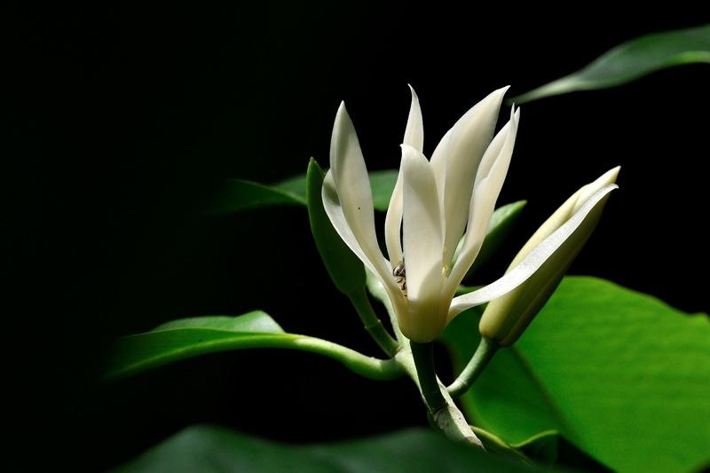 白兰花花语 白兰花花语是什么