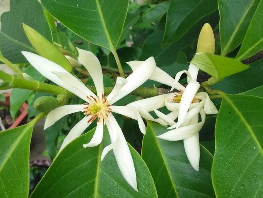 白兰花花语 白兰花花语是什么