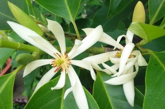 黄果兰的花语介绍