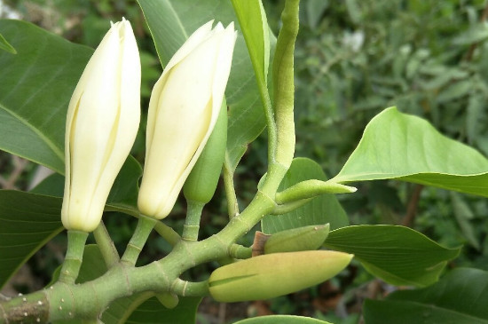 黄果兰的花语介绍