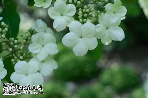 琼花的花语是什么？