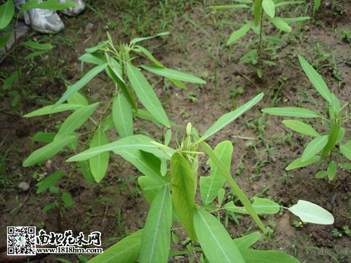 情人草简介|情人草花语