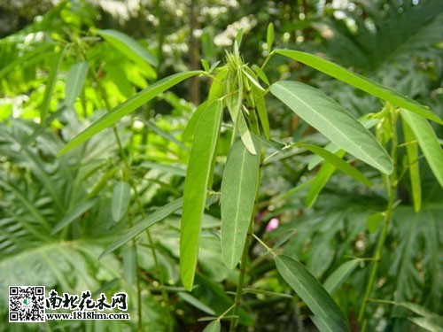 情人草简介|情人草花语