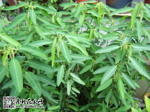 情人草简介|情人草花语
