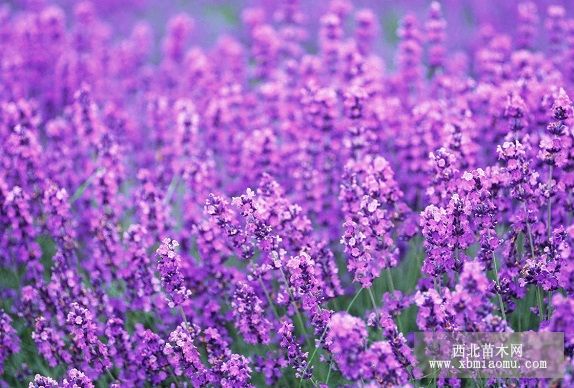 薰衣草 （Lavandula angustifolia）的花语