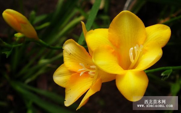 香雪兰(Freesia refracta)的花语