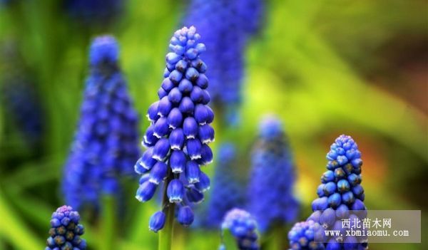葡萄风信子（Hyacinthus orientalis）的花语
