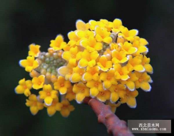 结香 （Edgeworthia chrysantha）的花语