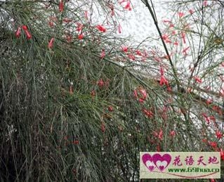 吉祥草、爆竹红的花语和象征代表意义